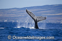 Humpback Whales tail slapping Photo - David Fleetham