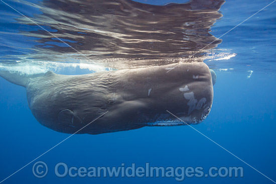 Sperm Whale underwater photo