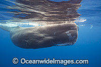 Sperm Whale underwater Photo - David Fleetham
