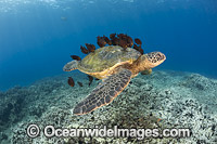 Surgeonfish cleaning Green Sea Turtle Photo - David Fleetham
