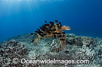 Surgeonfish cleaning Green Sea Turtle Photo - David Fleetham