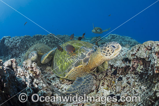 Green Sea Turtle at cleaning station photo