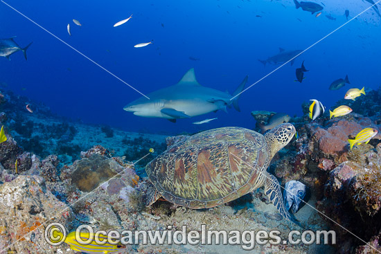 Green Sea Turtle and Bull Shark photo