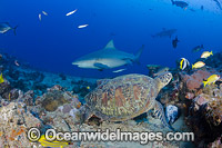 Green Sea Turtle and Bull Shark Photo - David Fleetham