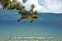 Green Sea Turtle hatchling Photo - David Fleetham