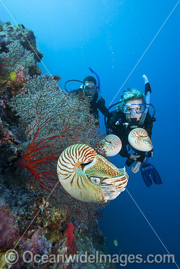 Chambered Nautilus with Divers photo