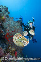 Chambered Nautilus with Divers Photo - David Fleetham
