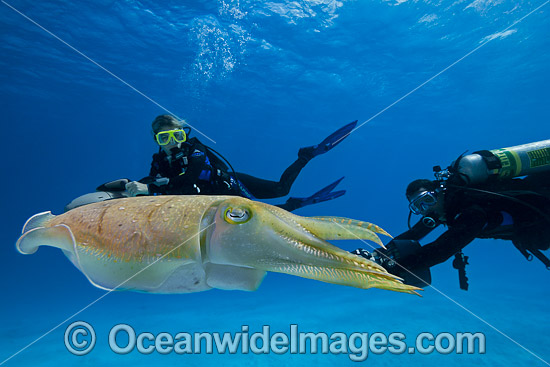 Common European Cuttlefish Sepia Officinalis Generally Stock Photo
