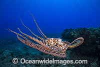 Day Octopus Photo - David Fleetham