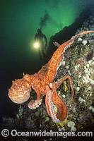 Diver and Giant Pacific Octopus Photo - David Fleetham