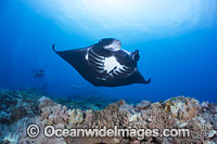 Reef Manta Ray Manta alfredi Photo - David Fleetham