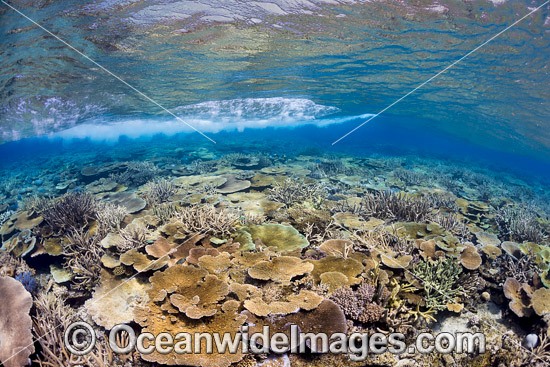 Wave breaking over Coral reef photo