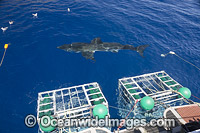 Great White Shark cages Photo - David Fleetham