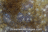 Tasselled Wobbegong skin deniticles Photo - David Fleetham