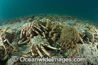 Giant Spider Crab shells Photo - Gary Bell