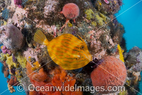 Mosaic Leatherjacket amongst sponges photo