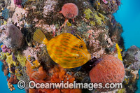 Mosaic Leatherjacket amongst sponges Photo - Gary Bell