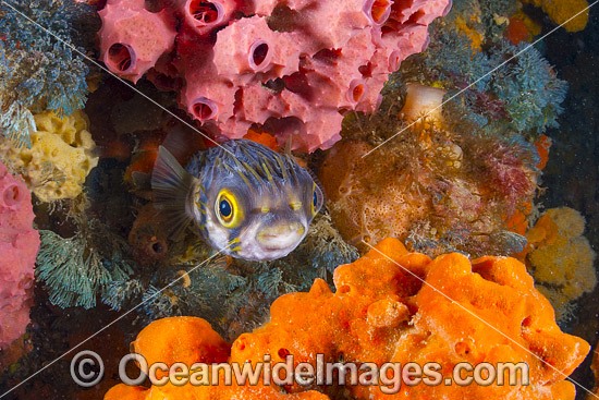 Globefish amongst sea sponges photo