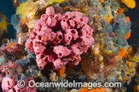 Pink Sea Sponge on Jetty pylon Photo - Gary Bell