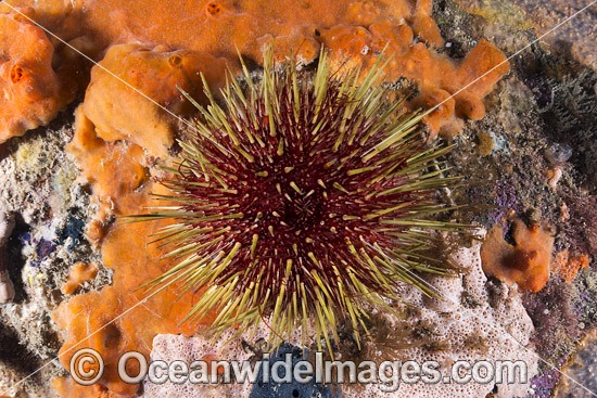 Sea Urchin Port Phillip Bay photo