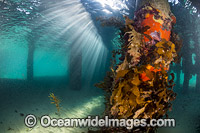 Blairgowrie Jetty Underwater Photo - Gary Bell