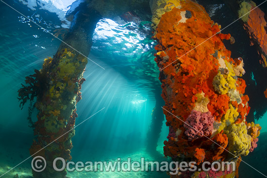 Colourful sponges under Blairgowrie Jetty photo
