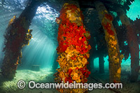 Blairgowrie Jetty Underwater Photo - Gary Bell