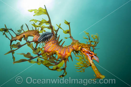 Leafy Seadragon with Parasitic Fish Lice photo
