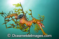 Leafy Seadragon with Parasitic Fish Lice Photo - Gary Bell