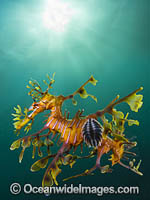 Leafy Seadragon with Fish Lice Photo - Gary Bell