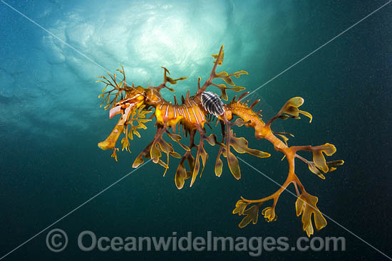 Leafy Seadragon with Parasitic Fish Lice photo