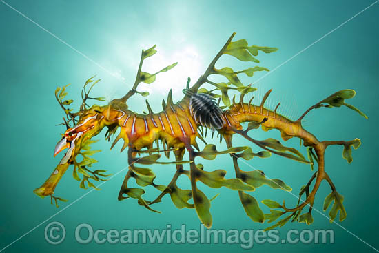 Leafy Seadragon with Parasitic Lice photo