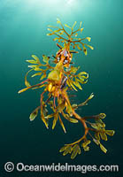 Leafy Seadragon with Parasitic Fish Lice Photo - Gary Bell