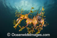 Leafy Seadragon with Parasitic Lice Photo - Gary Bell