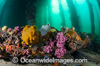 Marine Life under Edithburgh Jetty Photo - Gary Bell