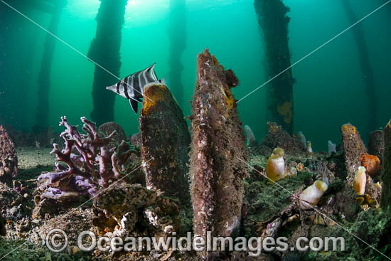Tunicate Coralfish and Razorshells photo