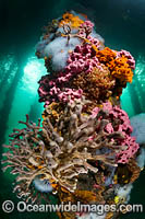 Marine Life under Edithburgh Jetty Photo - Gary Bell