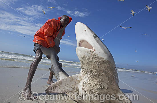 Bronze Whaler Shark in seine net photo