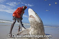 Bronze Whaler Shark in seine net Photo - Chris & Monique Fallows