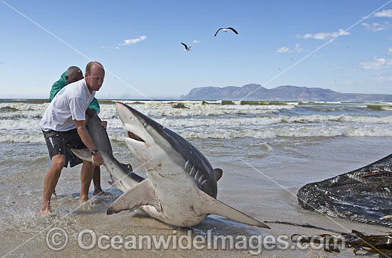 Bronze Whaler Shark in seine net photo