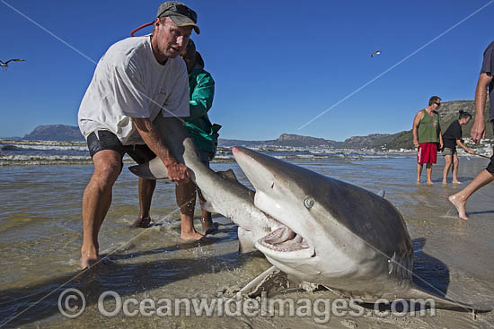 Bronze Whaler Shark caught in seine net photo