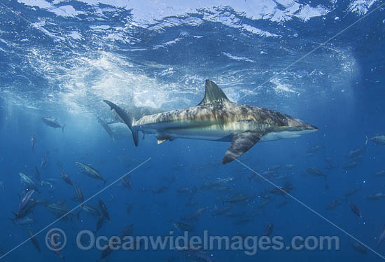 Bronze Whaler Shark and Tuna photo