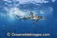 Bronze Whaler Shark and Tuna Photo - Chris & Monique Fallows