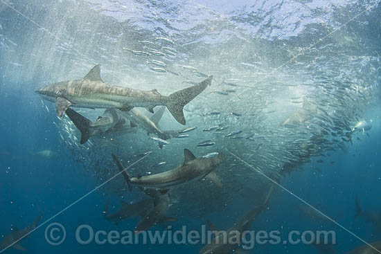 Shark feeding on baitball photo