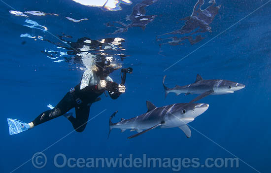Diver photographing Blue Shark photo