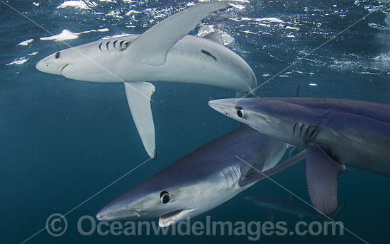 Blue Shark South Africa photo