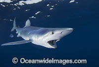 Blue Shark South Africa Photo - Chris & Monique Fallows