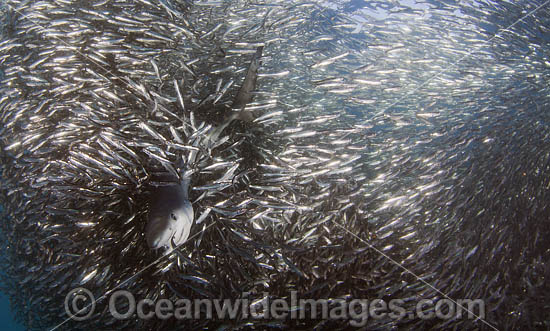 Blue Shark feeding on anchovy baitball photo