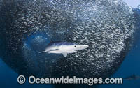 Blue Shark feeding on anchovy baitball Photo - Chris & Monique Fallows