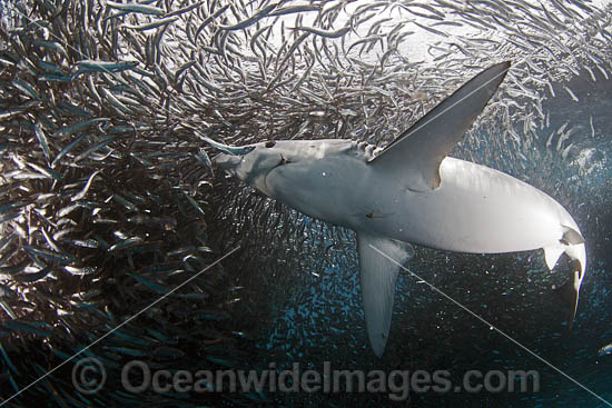 Blue Shark feeding on anchovy baitball photo